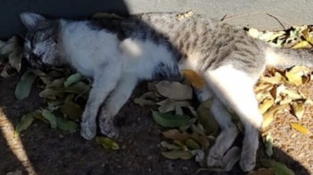 Morte de gatos por envenenamento leva moradora a registrar caso na Polícia Civil em Adamantina
