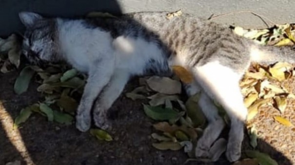 Morte de gatos por envenenamento leva moradora a registrar caso na Pol�cia Civil em Adamantina