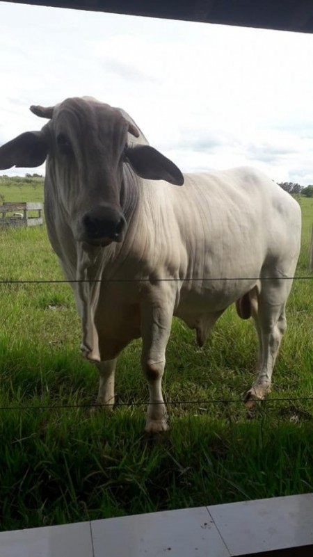 Boi é furtado de propriedade no Bairro Córrego Rico em Parapuã