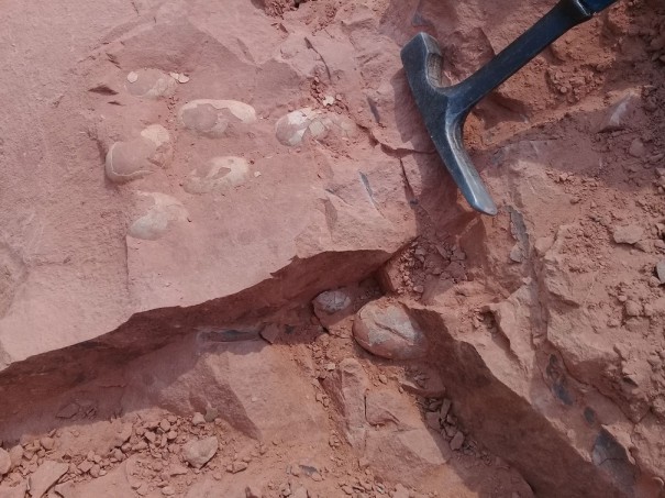 Ovos de crocodilo da 'Era dos Dinossauros' so encontrados no stio paleontolgico de Presidente Prudente