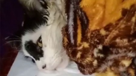 Novas relatos mostram mais casos de mortes de gatos e outras formas de violência contra os animais em Adamantina