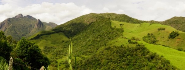 Oeste paulista concentra menores ndices de floresta e  a regio que mais necessita de restaurao