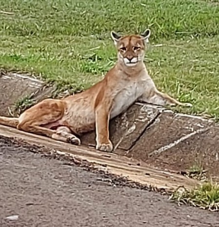 Onça-parda é resgatada após atropelamento na Rodovia Raposo Tavares, em Rancharia