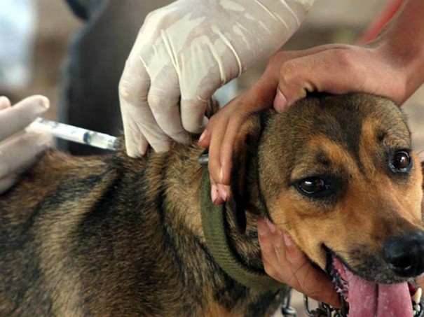 Prefeitura de Osvaldo Cruz realiza hoje etapa de vacina��o antirr�bica animal 