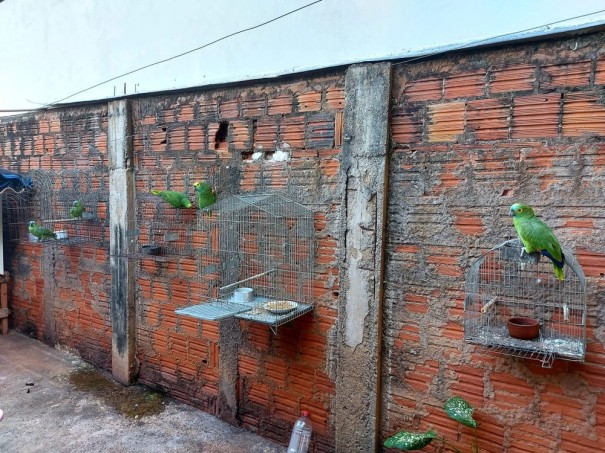 Moradora de �lvares Machado � autuada em R$ 2,5 mil por manter em cativeiro cinco papagaios-verdadeiros