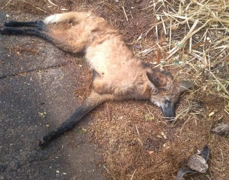Polícia Ambiental resgata lobo-guará atropelado na Rodovia General Euclides de Oliveira Figueiredo