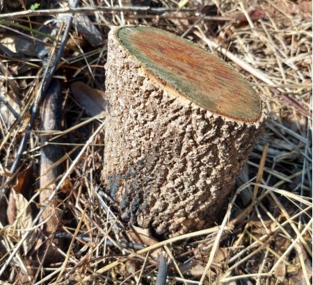 Dono de chácara é multado em R$ 4,8 mil por corte de 16 árvores nativas em Presidente Prudente