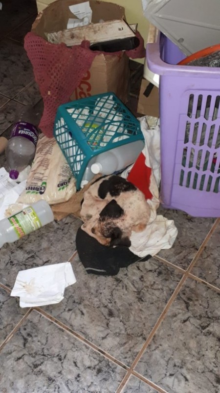 Cachorro encontrado sem alimentação e água em casa é resgatado em Teodoro Sampaio