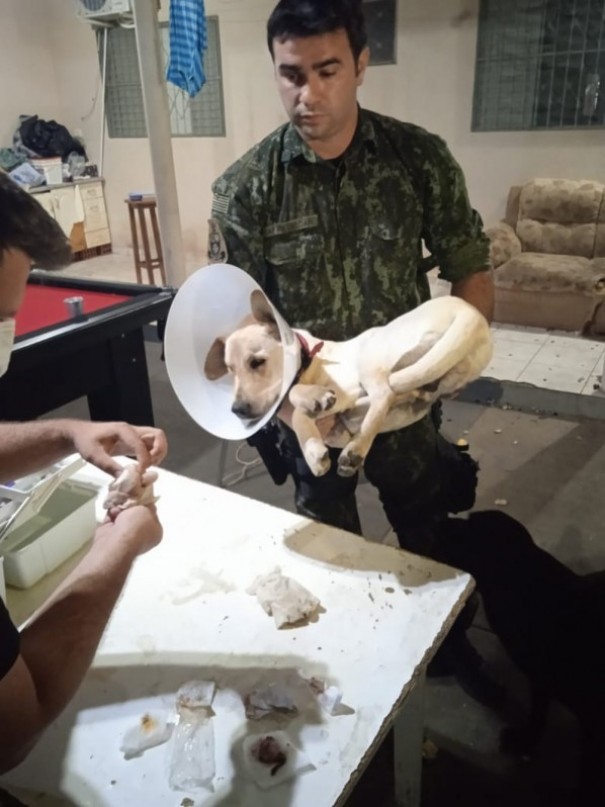 Cachorro  resgatado aps passar por castrao em repblica de estudantes em Presidente Prudente