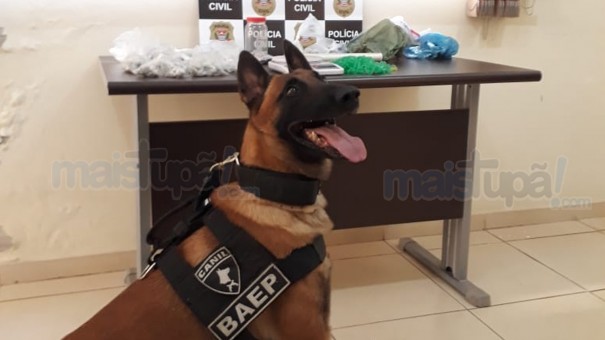 Pol�cia Civil de Hercul�ndia, Pol�cia Militar e BAEP apreende grande quantidade de drogas nesta quarta-feira