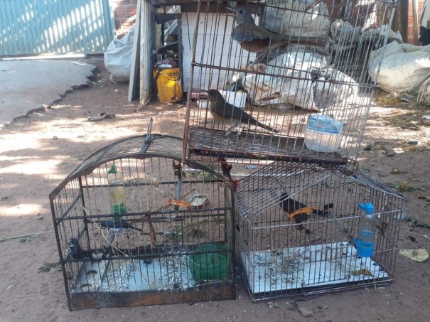 Ap�s den�ncia, Pol�cia Ambiental resgata cinco aves em cativeiro e aplica multa de R$ 2,5 mil