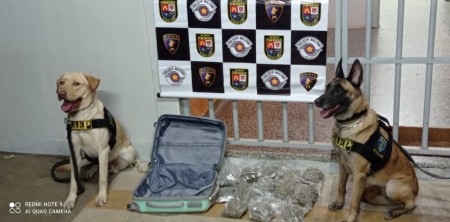 Cães localizam 13 pacotes de skank em mala e passageira acaba presa por tráfico de drogas