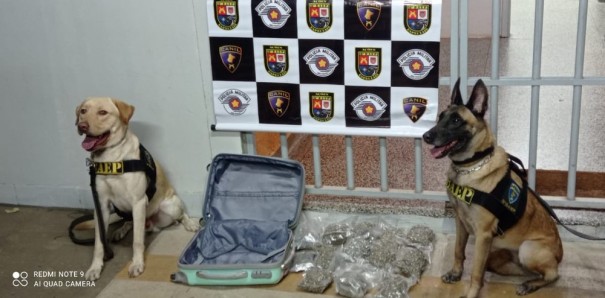 C�es localizam 13 pacotes de skank em mala e passageira acaba presa por tr�fico de drogas