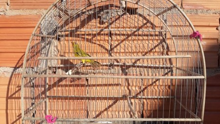 Morador de Santo Anastácio é autuado em R$ 2,5 mil por manter cinco aves silvestres em cativeiro