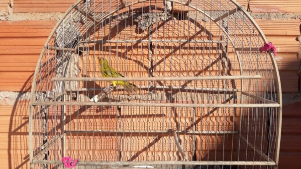 Morador de Santo Anast�cio � autuado em R$ 2,5 mil por manter cinco aves silvestres em cativeiro