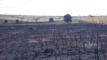 Homem é multado em R$ 5,3 mil por queimada em plantação de mandioca e alega que bituca de cigarro iniciou o incêndio