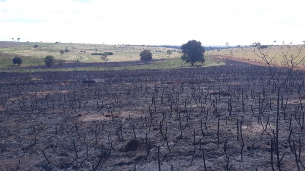Homem � multado em R$ 5,3 mil por queimada em planta��o de mandioca e alega que bituca de cigarro iniciou o inc�ndio