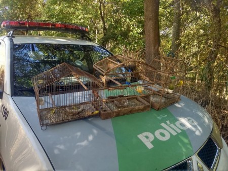 Aves que eram mantidas em cativeiro são resgatadas e soltas na natureza, em Osvaldo Cruz