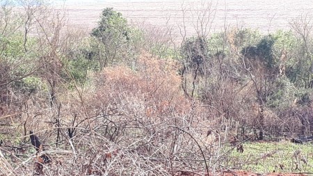 Usina sucroalcooleira recebe R$ 11,5 mil em multas por uso de fogo em vegetação, em Sandovalina