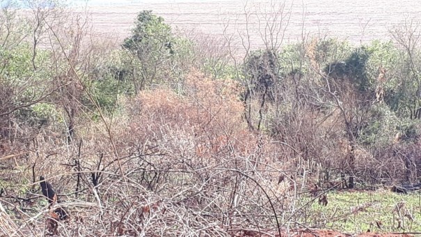 Usina sucroalcooleira recebe R$ 11,5 mil em multas por uso de fogo em vegeta��o, em Sandovalina