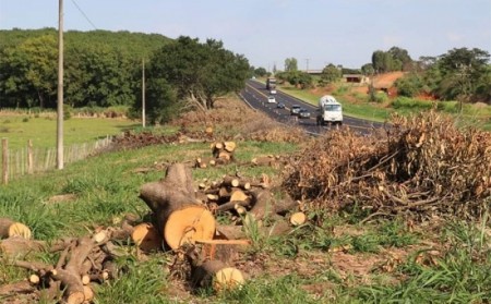 Eixo SP erradica centenas de árvores às margens da SP 294