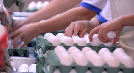 Avicultores descartam aves para reduzir custos em granjas