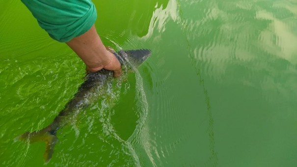 Pescador leva multa de mais de R$ 1 mil por captura irregular de piaparas em per�odo proibido no Rio Paran�