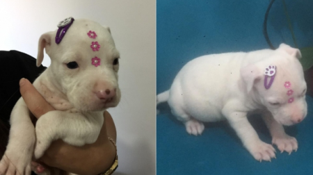 Decisão judicial autoriza doação dos cães resgatados após denúncia de maus tratos em Adamantina