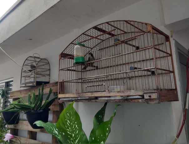 Morador de Osvaldo Cruz  multado em R$ 4,5 mil por manter aves em cativeiro