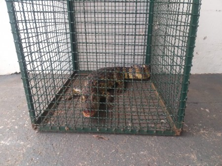 Jacaré de mais de um metro é capturado em Regente Feijó e devolvido à natureza