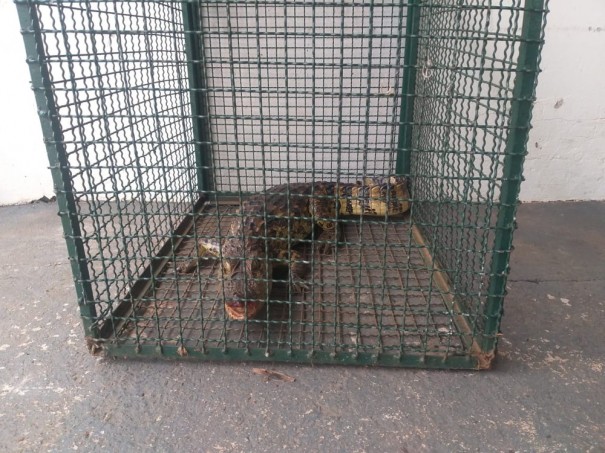 Jacar� de mais de um metro � capturado em Regente Feij� e devolvido � natureza