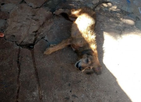 Cão atropelado e 'emitindo sons de dor' é localizado após denúncia e dona acaba autuada em R$ 3 mil