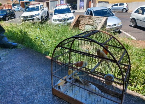 Multa de R$ 18 mil  aplicada contra homem que mantinha aves em gaiola dentro de porta-malas de carro