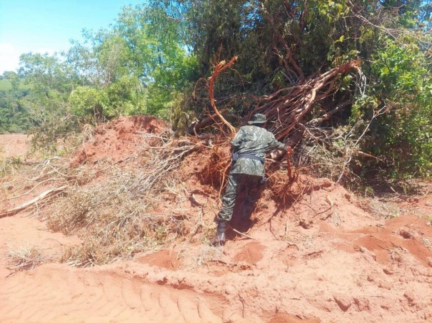 Homem  autuado em mais de R$ 50 mil pela derrubada irregular de 167 rvores em Caiu