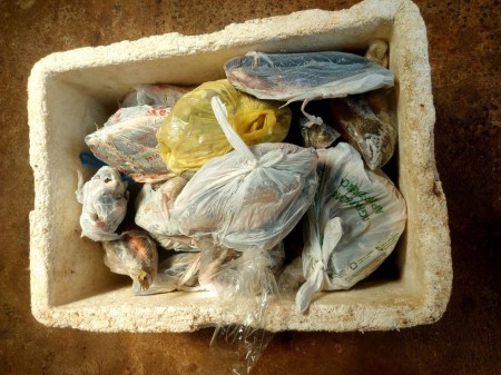 Fiscalização encontra quase 40kg de peixes armazenados irregularmente em residência em Presidente Prudente