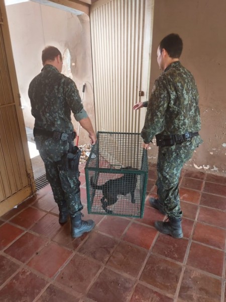 Polícia Ambiental flagra mais uma situação de maus tratos a cães