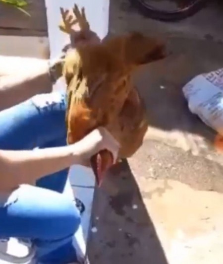 Enfermeira recebe multa de R$ 6 mil após aparecer em vídeo matando frango em Osvaldo Cruz