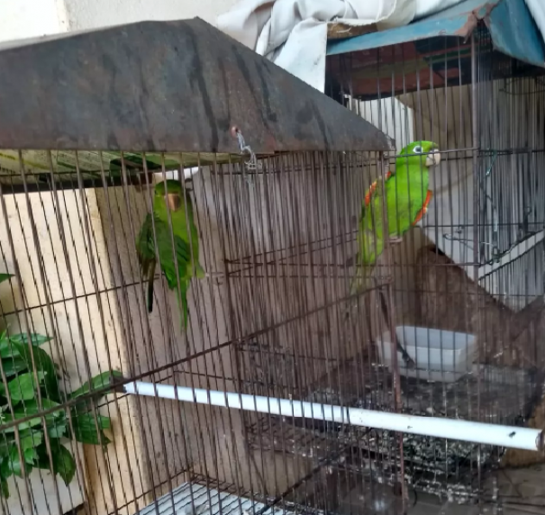 Homem � autuado em R$ 2,5 mil por manter cinco aves silvestres em cativeiro
