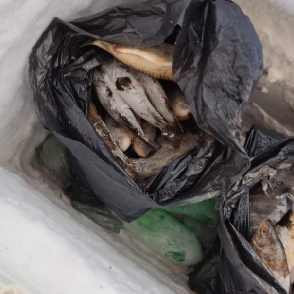 Homem � autuado em R$ 2,4 mil pela venda irregular de peixes em �lvares Machado