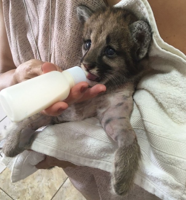 Desgarrado da me, filhote de ona-parda  encontrado com fratura na pata e passa por cirurgia em clnica veterinria