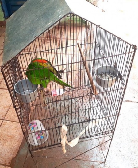 Polícia  ambiental de Tupã encontra  ave silvestre e aplica multa de R$ 500,00