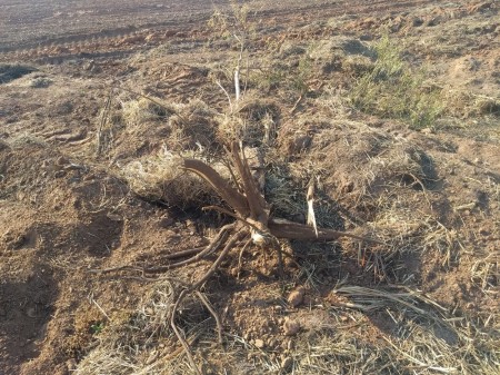 Sitiante de Flora Rica recebe multa de R$ 2,5 mil por corte de árvores nativas sem autorização