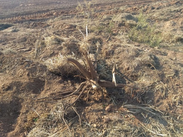 Sitiante de Flora Rica recebe multa de R$ 2,5 mil por corte de �rvores nativas sem autoriza��o