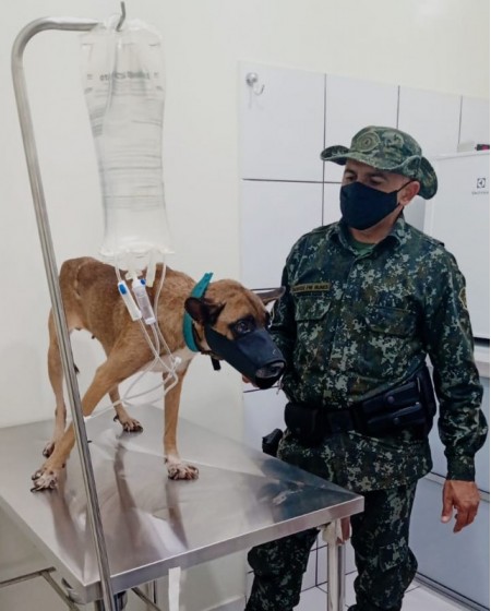 Inquérito policial apura denúncia de maus-tratos e suposto abuso sexual contra cadela, em Rosana