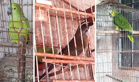 Morador de Quatá é multado por manter aves em cativeiro