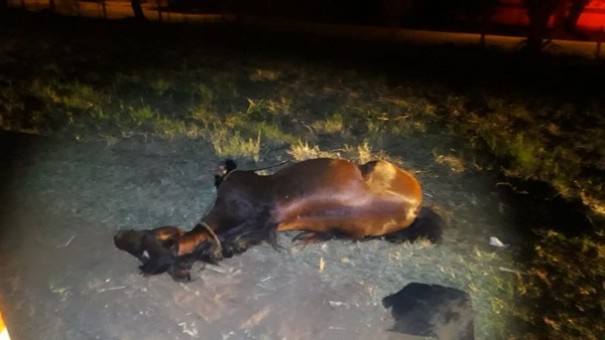 �gua morre atropelada por �nibus de transporte de trabalhadores rurais na Rodovia da Integra��o