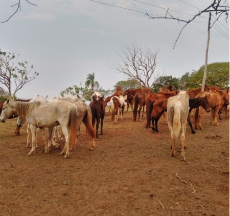 Defesa Agropecuária e Polícia Rodoviária interceptam transporte irregular de 27 cavalos entre os estados de SP e MS