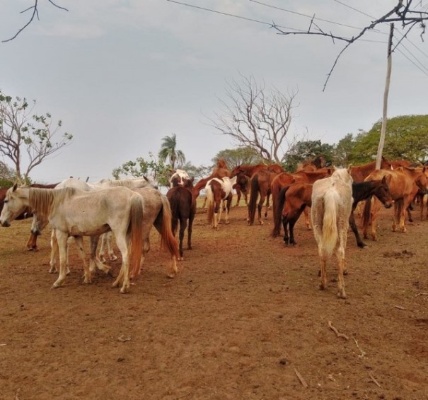 Defesa Agropecu�ria e Pol�cia Rodovi�ria interceptam transporte irregular de 27 cavalos entre os estados de SP e MS