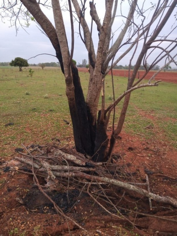 Fiscalizao constata danos provocados pelo fogo em rvores nativas e adverte sitiantes em Rosana e Teodoro Sampaio