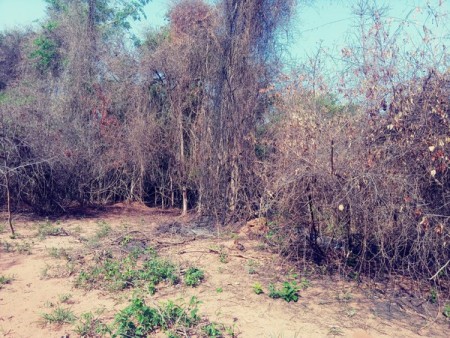 Após atear fogo em folhas no quintal, mulher leva multa de mais de R$ 140 mil por incêndio causado em reserva florestal